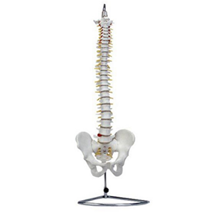 Natural size spine model